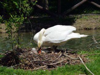 E’ morto “Checco” il cigno mascotte del Parco di Rignaldello, aveva 21 anni
