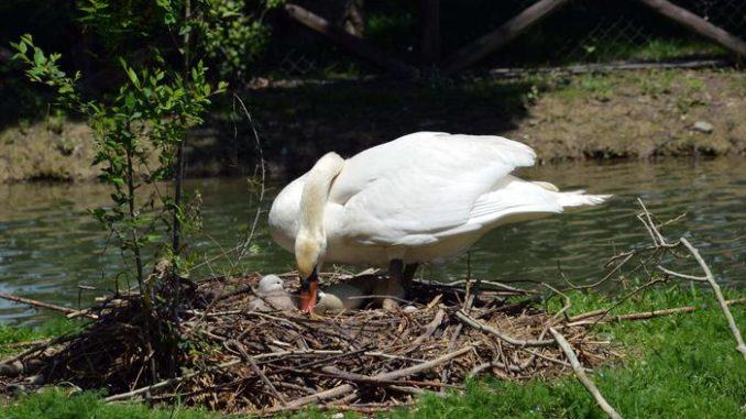 E’ morto “Checco” il cigno mascotte del Parco di Rignaldello, aveva 21 anni