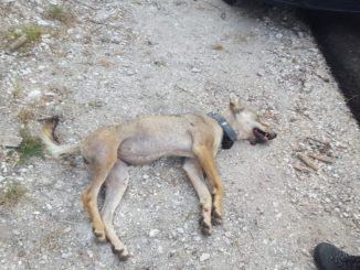 Trovata morta la lupa “Magica” nel Parco dei Sibillini, è stata investita da un’auto