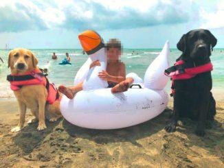Bimbo di 7 anni rischia di affogare, salvato da due cani