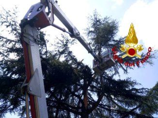 Cedro colpito da un fulmine messo in sicurezza