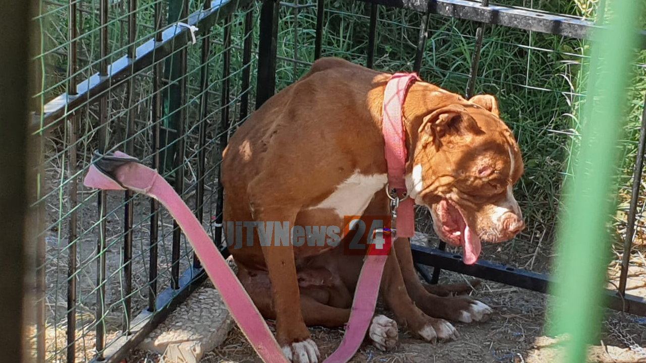 Pitbull feriti e con cicatrici, trovati a Terni da Wwf e Carabinieri Forestali