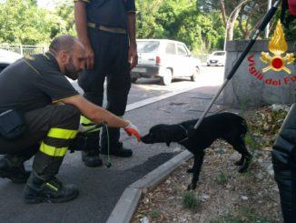 Era caduto nel fiume Nera, Fulmine recuperato cinque giorni dopo