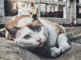 Di nuovo possibile dar da mangiare ai gatti del centro di Stroncone