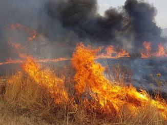 Per bruciare potature oliveto, causa incendio e brucia 800 metri quadrati
