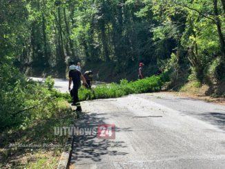 Alberi schiantati in strada a Cordigliano, due a distanza di pochi metri