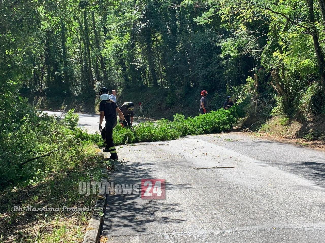 Alberi schiantati in strada a Cordigliano, due a distanza di pochi metri