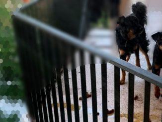 Cani lasciati soli i mezzo allo sterco a Fontivegge, protesta dei residenti
