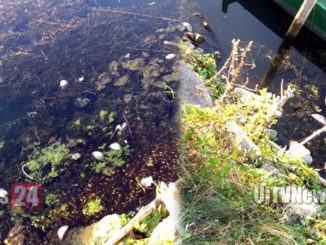 Che succede al Lago Trasimeno? Strana moria di pesci in diverse zone