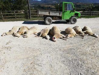 Strage di pecore in azienda agrituristica sulle colline di Gubbio