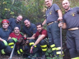 Cane da caccia recuperato dalla squadra dei vigili del fuoco di Gaifana