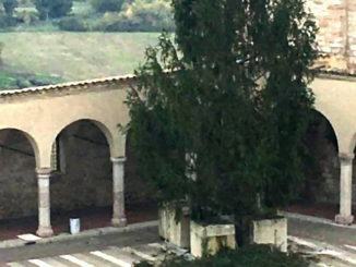 L'albero di Natale del Sacro Convento arriva dal Cadore delle Dolomiti
