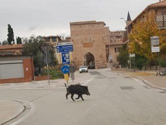 Da quanto appreso pare sia riuscito a scappare, ma forse è finito sotto un'auto sulla 75 Centrale Umbra.