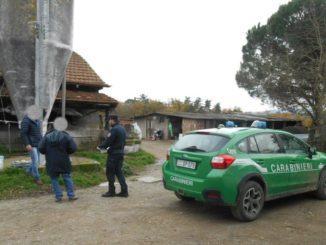 Moria di pesci al Trasimeno, denunce per sversamento liquami nel Lago