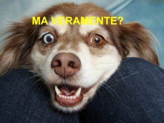Commercio, a Perugia apre Bauty, centro estetico con pasticceria per cani