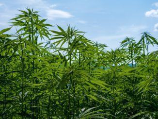 Coltivava piante di canapa indiana lungo il fiume Chiascio