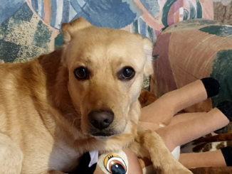 Perugia città pet friedly botti approvato odg Morbello  