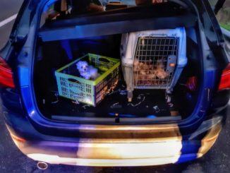 Sei cuccioli di cane rinchiusi in gabbia, polizia intercetta due trafficanti