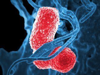 Super batteri, nuovi antibiotici evitano 3mila morti l'anno