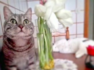 Perugia città petfriendly approvato odg, a misura di animale, di Cristina Morbello
