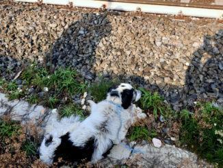 Lucky, il meticcio "fortunato", camminava lungo i binari, ma è stato salvato