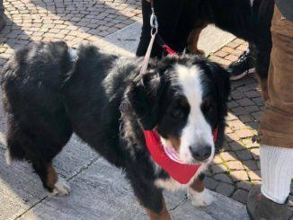 Piatto di Sant'Antonio, il corteo e la benedizione degli animali | le foto