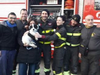 Meg è salva grazie a Vigili del fuoco, cucciola di Breton finita in una buca