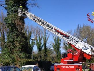Alberi cadono su quattro auto a causa del vento