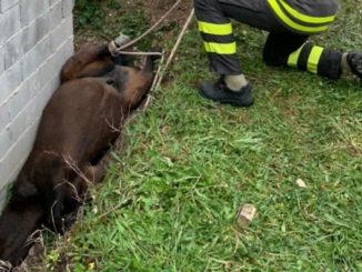 Cavallo scivola nel fossato a Nocera umbra, ferito lievemente