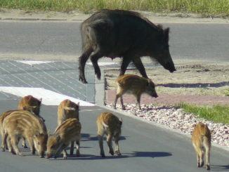 Emergenza Cinghiali in Umbria: Coldiretti Segnala Danni Milionari