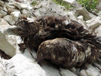 Aquila reale uccisa a fucilate nel parco dei Sibillini