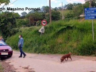 I cani hanno tentato di salvarla, muore a 3 anni la piccola Greta