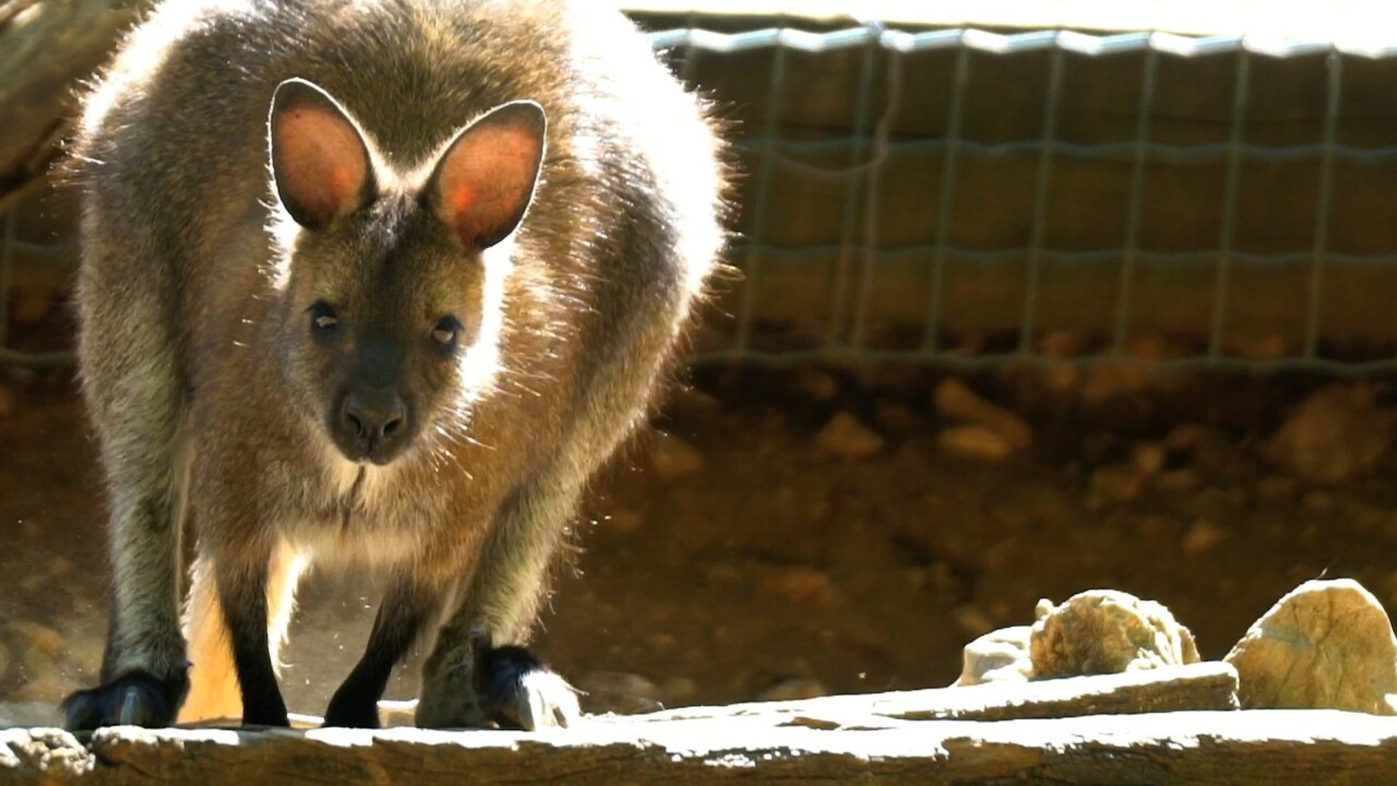 Riapre A Perugia Citta Della Domenica Bella Sicura E Divertente