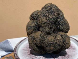 Scoperto maxi tartufo da oltre un chilo tra Spoleto e Campello