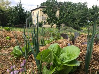 Centro di Palmetta Terni: le nuove attività al parco Orto 21 e Radici