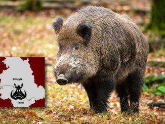 Caccia al cinghiale, le precisazioni dell’assessore regionale Morroni