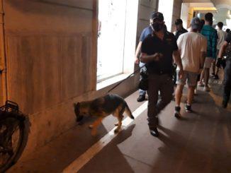 Movida ternana al setaccio, sequestrata droga fiutata dal cane Faye