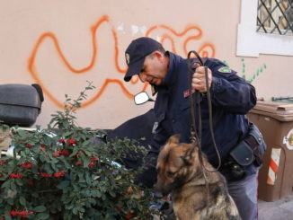 Enduro, pastore tedesco poliziotto, scova due spacciatori, arresto e denuncia