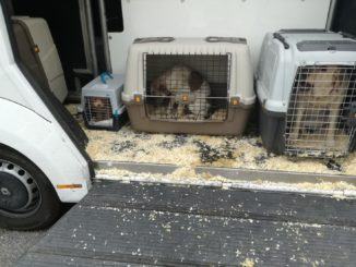 Rottweiler e San Bernardo, polizia blocca camion che trasportava cani cuccioli e adulti