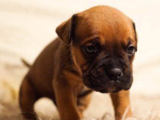 Progetto per la lotta contro l’avvelenamento degli animali per la formazione in Umbria di unità cinofile antiveleni
