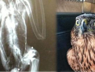 Vivono coi pallini da caccia nel corpo, guardate questo giovane astore colpito a Spoleto