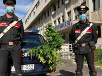 Sequestrata pianta di canapa indiana di quasi un metro e mezzo di altezza