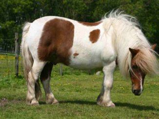 Ritrovata Josefien cavallina pony rubata a Vicenza, era a Tordandrea