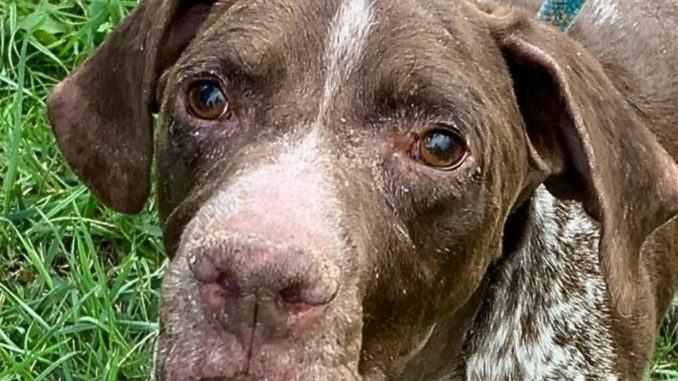 Il nemico numero uno di un cane di nessuno è l’indifferenza del mondo