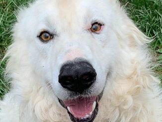 Ginevra, mix maremmano di 3 o 3 anni, cerca casa