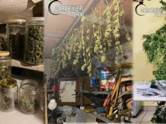 Coltivava marijuana per il figlio, grande consumatore, arrestato ternano di 54 anni