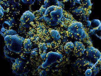 Coronavirus: Ricciardi, 'non è mutato, stessa patogenicità degli inizi'