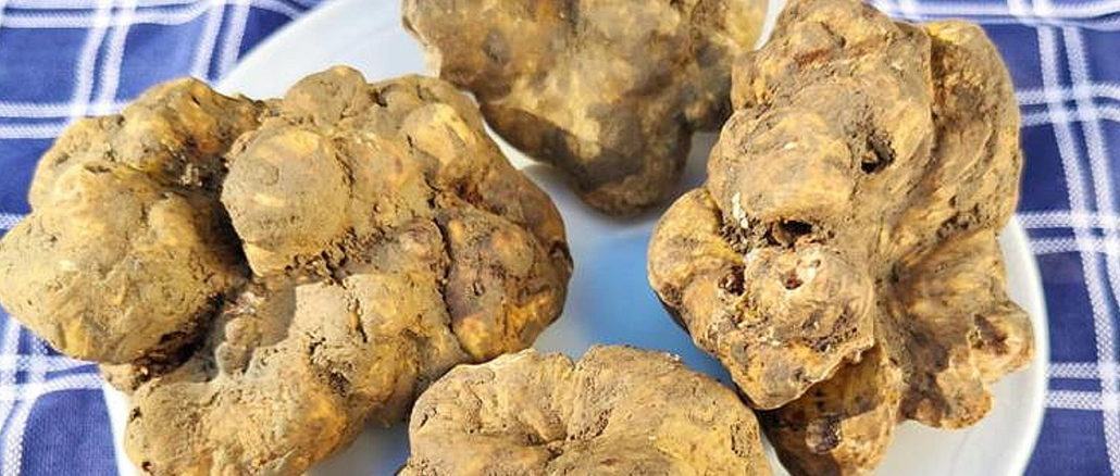 Tartufo, attivato il bando per la costituzione della filiera umbra