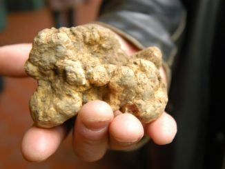 Coldiretti, a causa del maltempo prezzo del tartufo sale a 4500 euro al kg, il prezzo medio del tartufo bianco aumenta del 28%