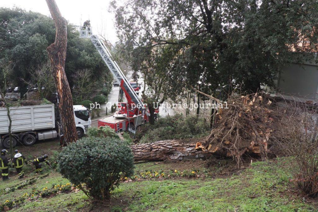 Pauroso schianto in piazza Luigi Masi a Perugia, crolla albero secolare